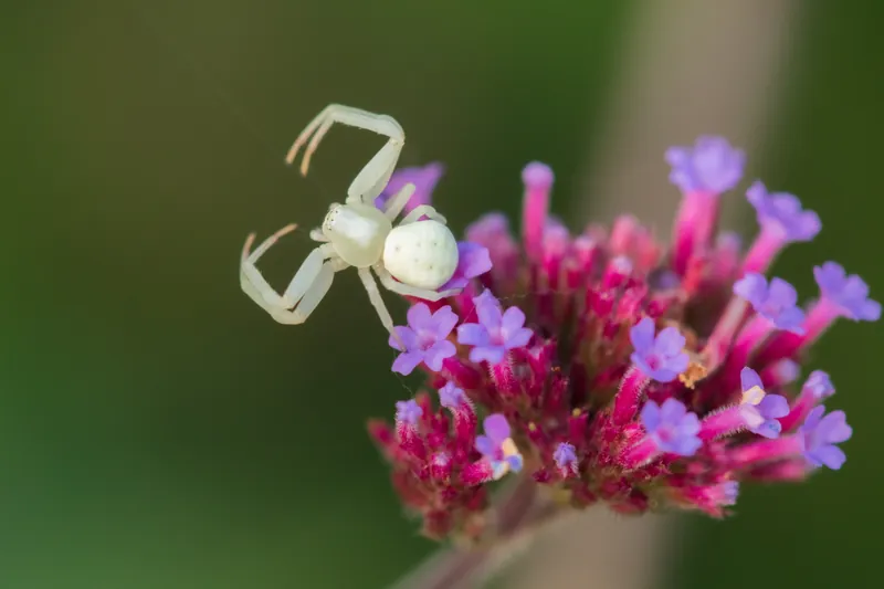 Crab spider, Heligan Gardens. 2019.
